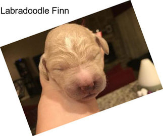 Labradoodle Finn
