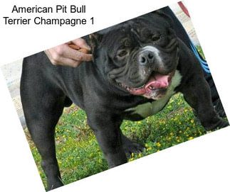 American Pit Bull Terrier Champagne 1