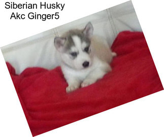 Siberian Husky Akc Ginger5