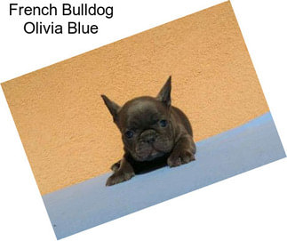 French Bulldog Olivia Blue