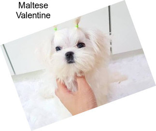 Maltese Valentine