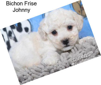 Bichon Frise Johnny