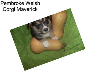 Pembroke Welsh Corgi Maverick