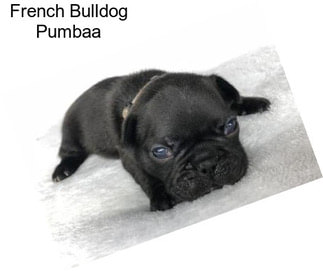 French Bulldog Pumbaa