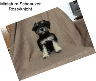 Miniature Schnauzer Rose/knight