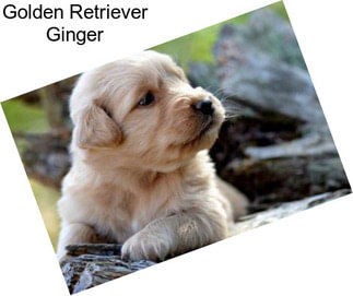 Golden Retriever Ginger