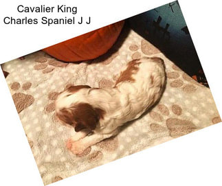 Cavalier King Charles Spaniel J J