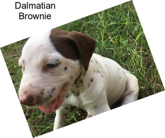 Dalmatian Brownie