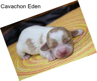 Cavachon Eden