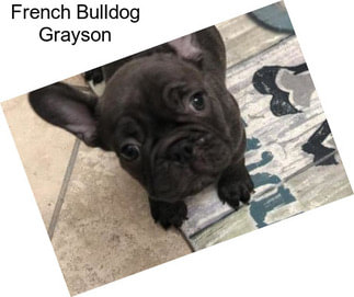 French Bulldog Grayson