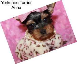 Yorkshire Terrier Anna
