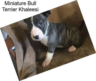 Miniature Bull Terrier Khaleesi