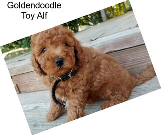 Goldendoodle Toy Alf