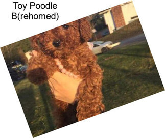 Toy Poodle B(rehomed)