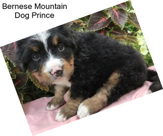 Bernese Mountain Dog Prince