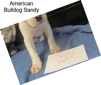 American Bulldog Sandy