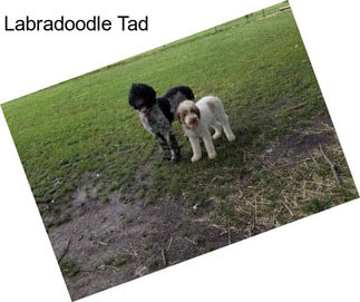 Labradoodle Tad