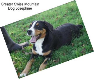 Greater Swiss Mountain Dog Josephine