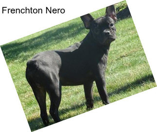 Frenchton Nero