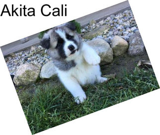 Akita Cali