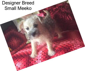 Designer Breed Small Meeko