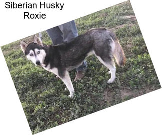 Siberian Husky Roxie