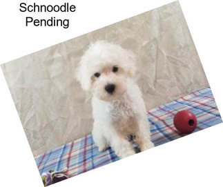 Schnoodle Pending