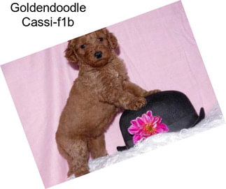 Goldendoodle Cassi-f1b