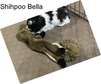 Shihpoo Bella