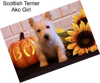 Scottish Terrier Akc Girl