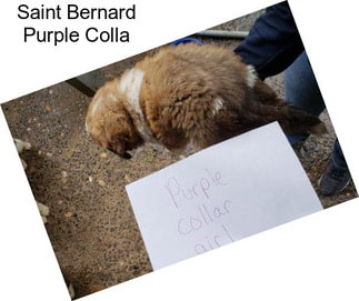Saint Bernard Purple Colla