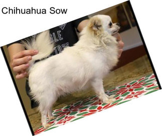 Chihuahua Sow