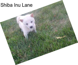 Shiba Inu Lane