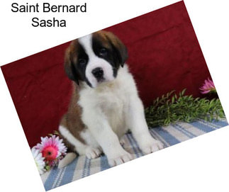 Saint Bernard Sasha