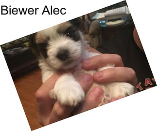 Biewer Alec