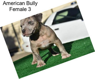 American Bully Female 3