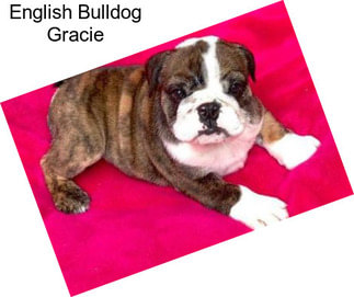 English Bulldog Gracie