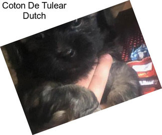 Coton De Tulear Dutch