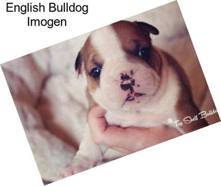 English Bulldog Imogen