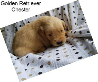 Golden Retriever Chester