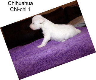 Chihuahua Chi-chi 1