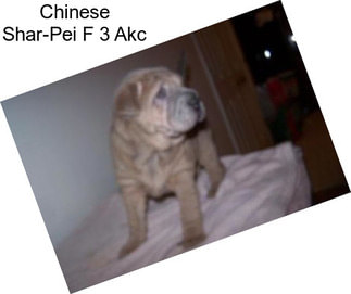 Chinese Shar-Pei F 3 Akc