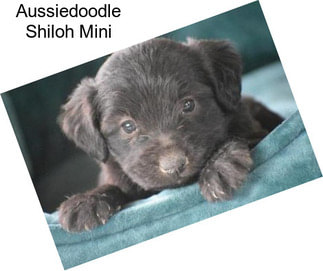 Aussiedoodle Shiloh Mini