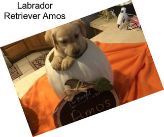 Labrador Retriever Amos