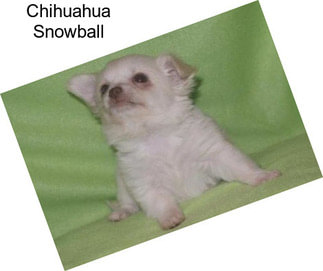 Chihuahua Snowball