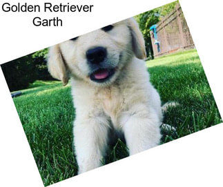 Golden Retriever Garth