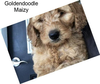 Goldendoodle Maizy