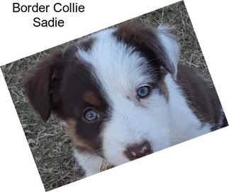 Border Collie Sadie