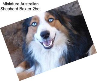 Miniature Australian Shepherd Baxter 2bet