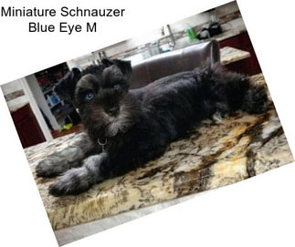 Miniature Schnauzer Blue Eye M